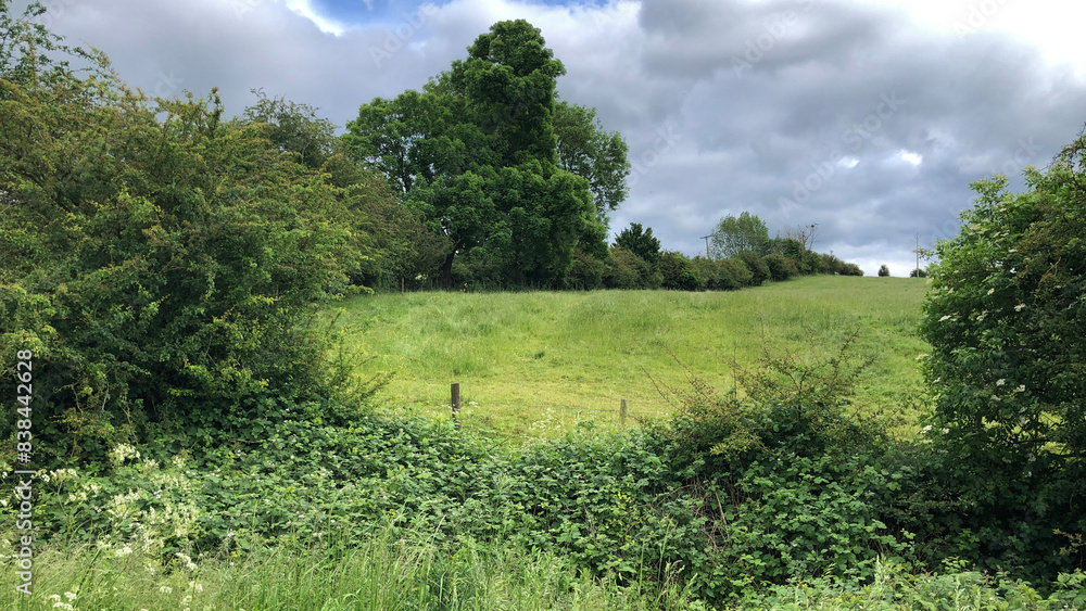 Wall mural farmland with trees, hedges and a grass meadow