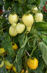 Unripe green tomatoes growing on a branch in the garden. Tomatoes in the garden bed with the green fruits. Green tomatoes on a bush.
