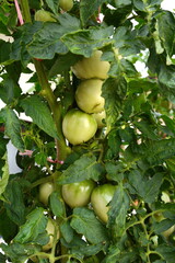 Unripe green tomatoes growing on a branch in the garden. Tomatoes in the garden bed with the green fruits. Green tomatoes on a bush.