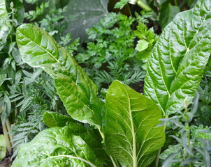 Close up of fresh swiss chard growing in the ground. Bright green leaves and purple stems. Organic vegetable garden.