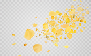 Yellow falling rose or sunflowers petals.Transparent panoramic horizontal background.Amber flower spring template.