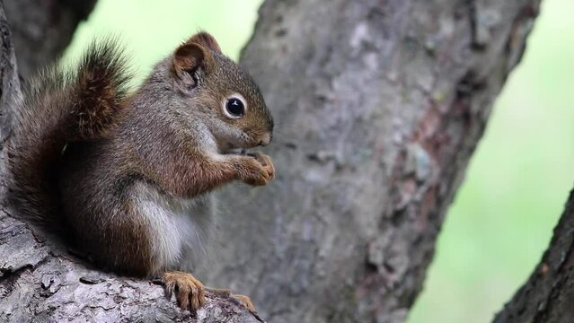baby squirrel eating sunflower seed close up
