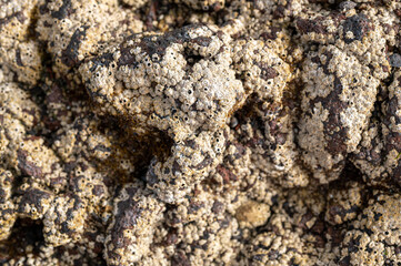 Cluster of .Barnacles, Balanus glandula, Costa Calma, Fuerteventura, Canary Islands, Spain