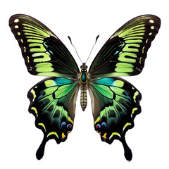 Queen Alexandra's Birdwing Butterfly (Transparent PNG) - Download Stunning Wildlife Image with isolated on white