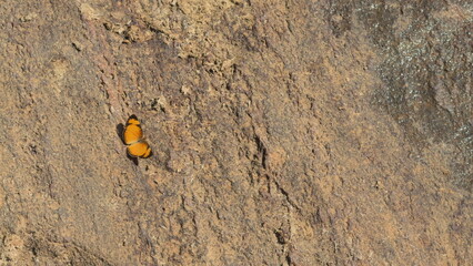 Orange Butterfly on Rock with Space for Text in the Sun