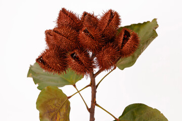 brazilian seasoning colorau 