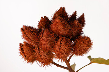 brazilian seasoning colorau