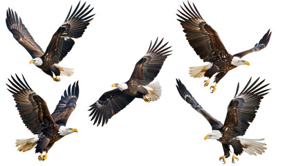 Naklejka premium Isolated Eagle Flying Vector PNG - Transparent Background for Easy Use