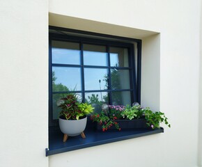 Kwiaty ozdobne na parapecie okna, kolorowe kwiaty. © Stanisław Błachowicz
