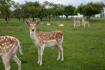 Group of young sika deer on a green meadow of a rural farm