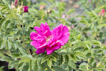 Rosa rugosa 'Hansa'