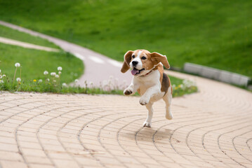 Happy running of funny beagle puppy on the walk in the park. Small dog with black, brown and white...