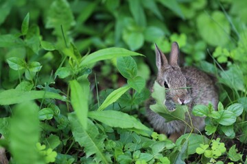 Wild bunny, on green grass, free space, place for text, background, nature