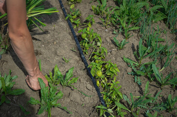 person planting a plant
