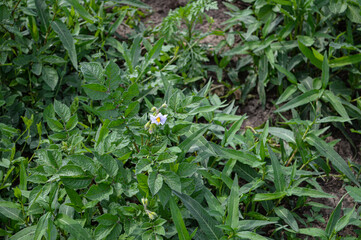 Potato flower in the garden