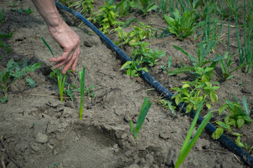 Farmer planting onion