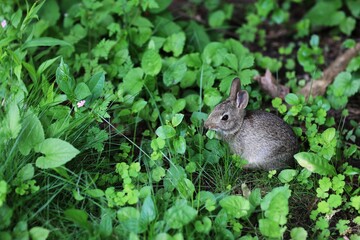 Wild rabbit, on green grass, free space, place for text, background, nature