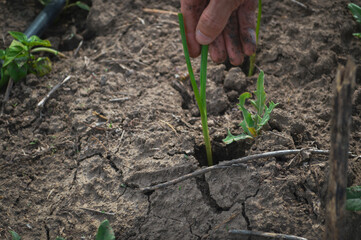 person planting a seedling