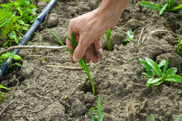 person planting a tomato