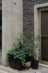 Potted plants and ivy growing in a modern urban setting