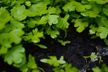 Parsley growing in a seeding pots