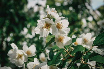white flowers of apple