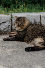 Close-Up of Tabby Cat Resting on Stone Pavement
