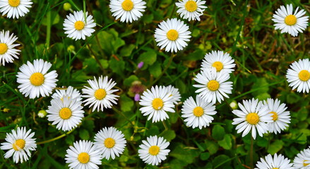 Flowering of daisies. Oxeye daisy, Leucanthemum vulgare, Daisies, Dox-eye, Common daisy, Dog daisy, Moon daisy. Gardening concept