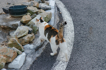 Calico Cat Walking on a Rocky Path