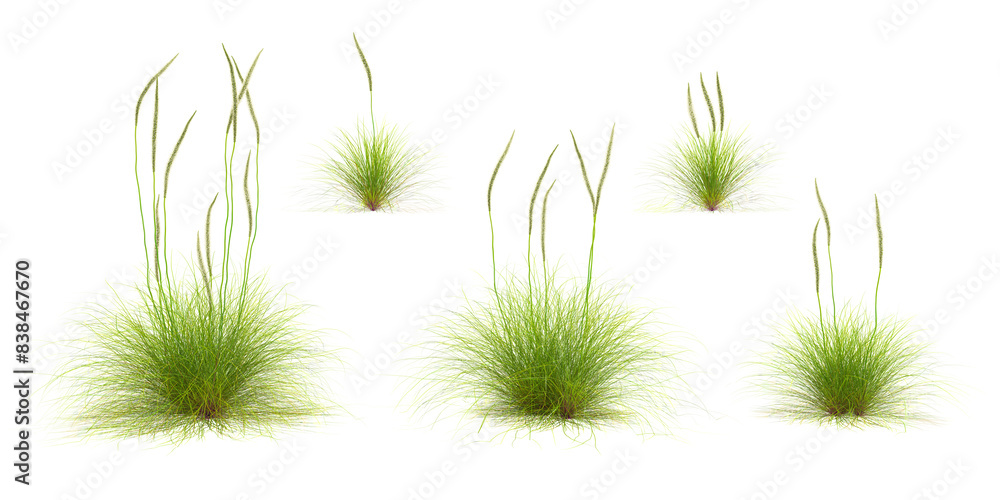 Wall mural 3d rendering of deer grass on transparent background, 3d rendering