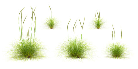 Obraz premium 3d rendering of deer grass on transparent background, 3D rendering