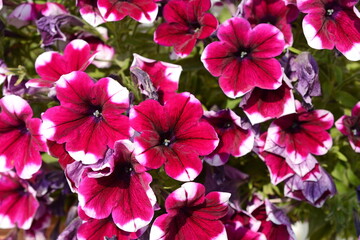 A petunia plant with flowers. Petunia, Petunias in the tray,Petunia in the pot, multicolor petunia