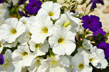 A petunia plant with flowers. Petunia, Petunias in the tray,Petunia in the pot, multicolor petunia