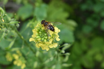 bee on a flower