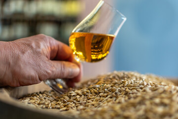 Man hand with whisky glass close-up on background of heap of barley grains on wooden cask