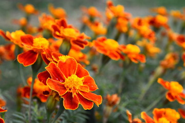 Bright orange marigold flowers with green leaves growing on thin stems in garden, Twilight