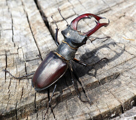 A stag beetle (Lucanus cervus) in the wild