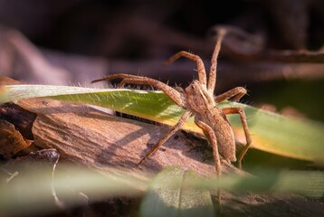 Spinne