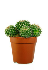 Potted Cactus isolated on white background