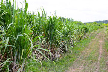 Sugar cane fields, Sugarcane plantation
