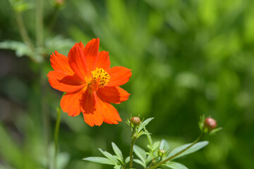 キバナコスモス