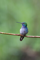 Green-backed Hillstar