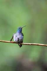 Obraz premium Green-backed Hillstar