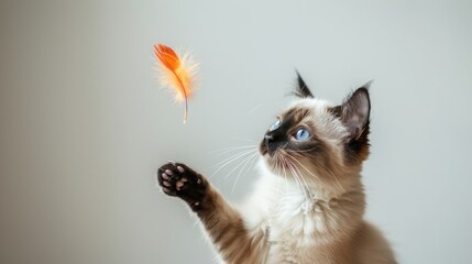 A Siamese cat with blue eyes watches intently as a feathered toy dangles above its head. The cats...