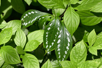 葉模様　自然の造形