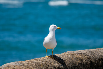 Seagull sea bird on beach promenade in touristic Biarritz city, Basque Country, Bay of Biscay of Atlantic ocean, France