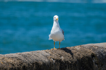 Seagull sea bird on beach promenade in touristic Biarritz city, Basque Country, Bay of Biscay of Atlantic ocean, France