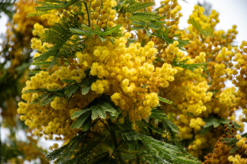 Spring blossom of acacia dealbata, silver wattle, blue wattle or mimosa, species of flowering plant in legume family Fabaceae