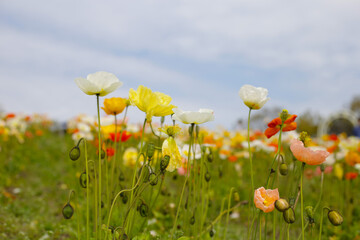 Beautiful poppy flower garden. The Expo 70 Commemorative Park, Osaka, Japan