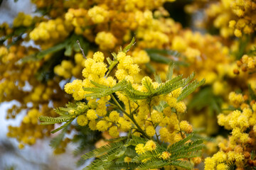Spring blossom of acacia dealbata, silver wattle, blue wattle or mimosa, species of flowering plant in legume family Fabaceae